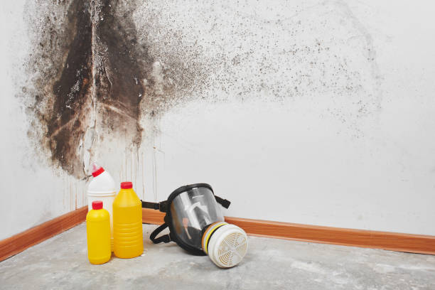 Best Residential Mold Removal  in Groesbeck, TX
