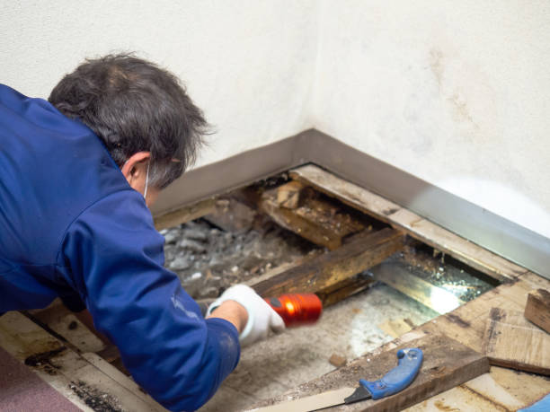 Best Mold Cleaning Services  in Groesbeck, TX