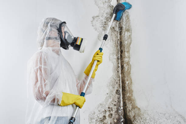 Best Black Mold Removal  in Groesbeck, TX