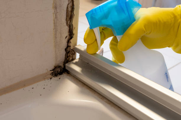 Best Certified Mold Removal  in Groesbeck, TX