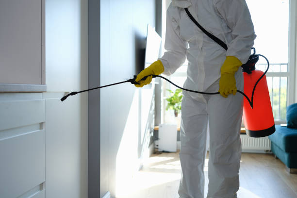 Best Mold Removal Near Me  in Groesbeck, TX