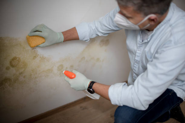 Best Affordable Mold Removal  in Groesbeck, TX