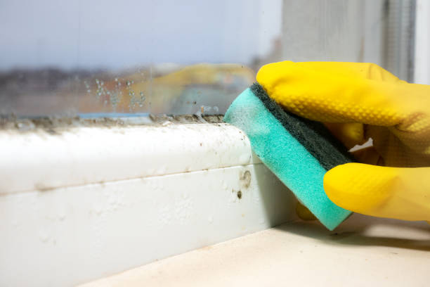 Best Residential Mold Removal  in Groesbeck, TX