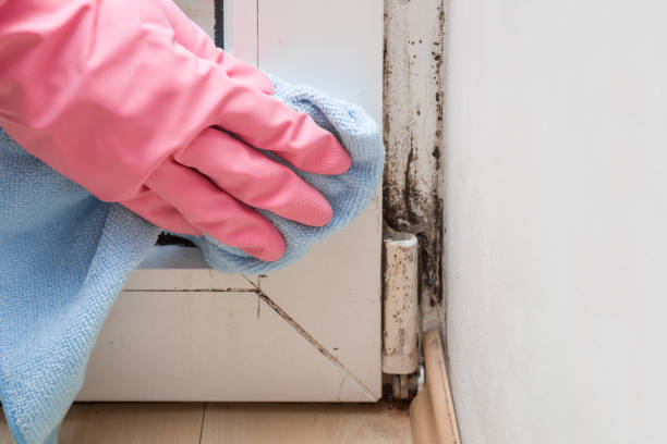 Best Home Mold Removal  in Groesbeck, TX