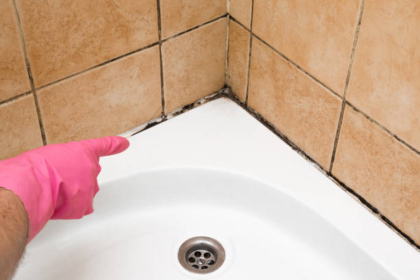 Best Mold Damage Repair  in Groesbeck, TX